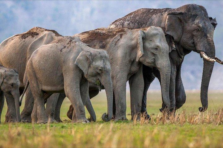Rishikesh : Öppna Jeepsafari i Rajaji nationalpark