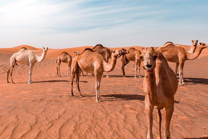 砂漠サファリワヒバサンド、マスカットからワディバニハリドハイキング