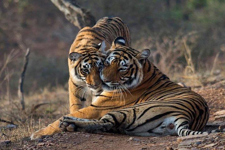 Skip-the-Line-Eintrag für Ranthambore Gypsy Safari