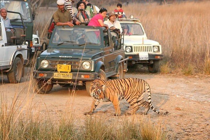Skip-the-Line-Eintrag für Ranthambore Gypsy Safari