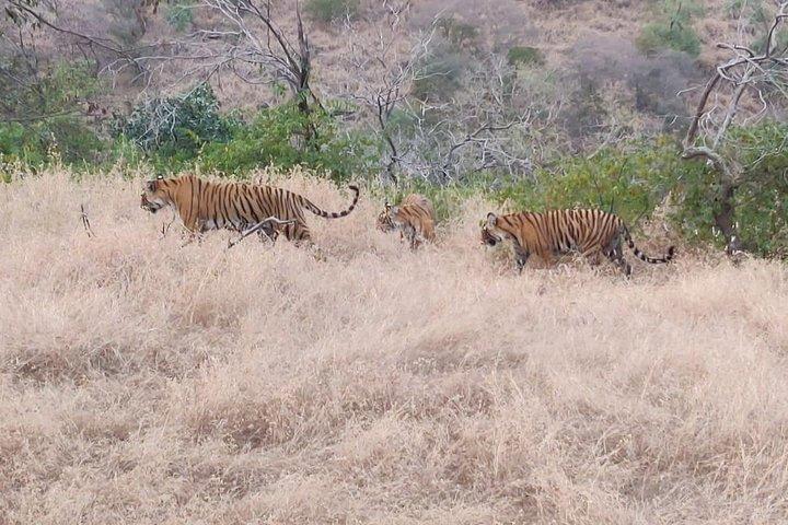 Skip-the-Line-Eintrag für Ranthambore Gypsy Safari