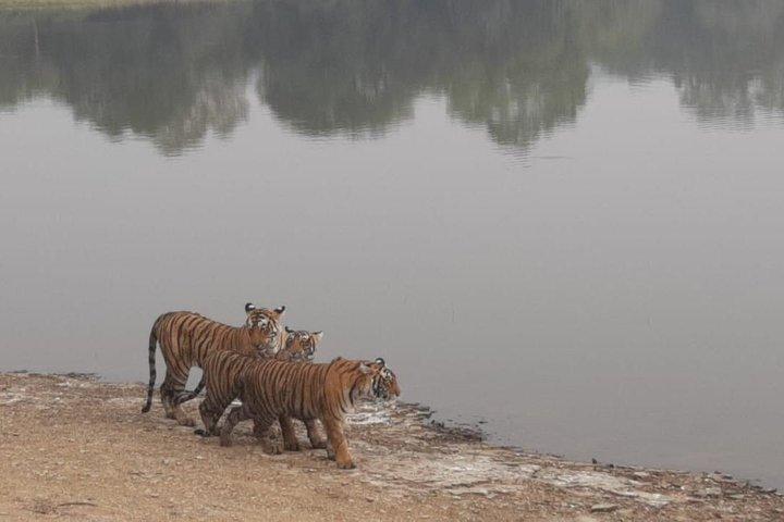 Skip-the-Line-Eintrag für Ranthambore Gypsy Safari