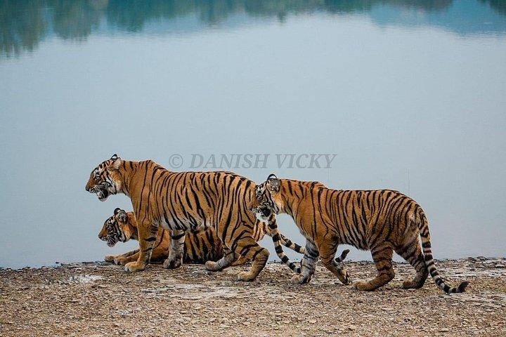 Skip-the-Line-Eintrag für Ranthambore Gypsy Safari
