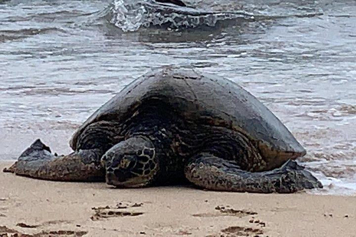 Best of Oahu Full-Day Small-Group Island Tour
