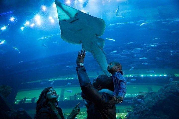ドバイ水族館と水中動物園の入場チケット (オプション付き)