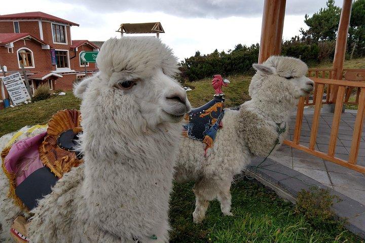 Quilotoa Crater Lake Private Tagestour: Trekking, Markt, Kunst und Lamas