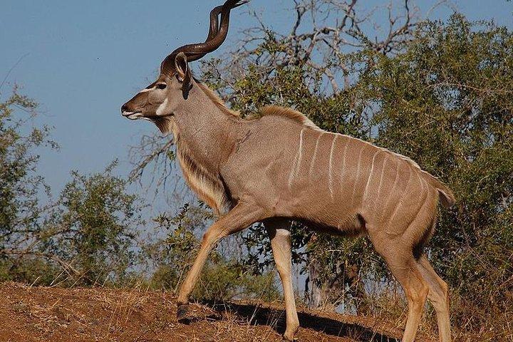 5. Tag – Hluhluwe-, Isimangaliso- und Drakensberg-Safari ab Durban
