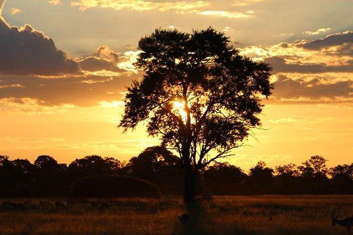 Safari de lujo en Okavango - 3 días