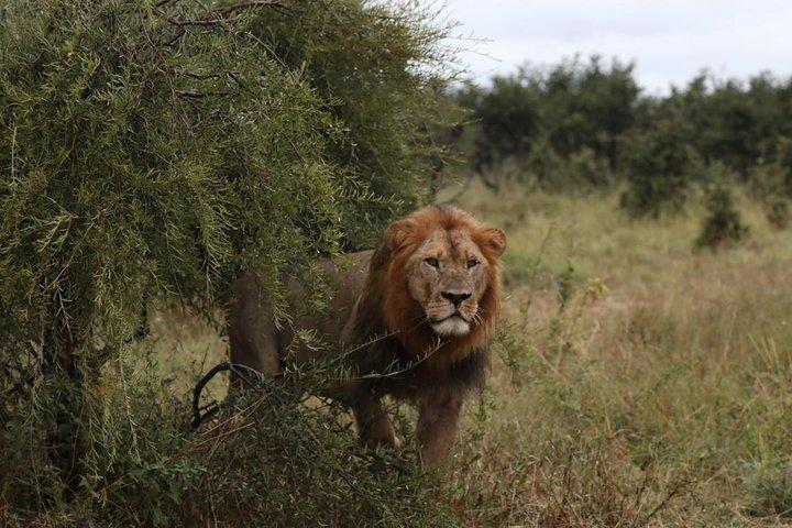 Safari de lujo en Okavango - 3 días