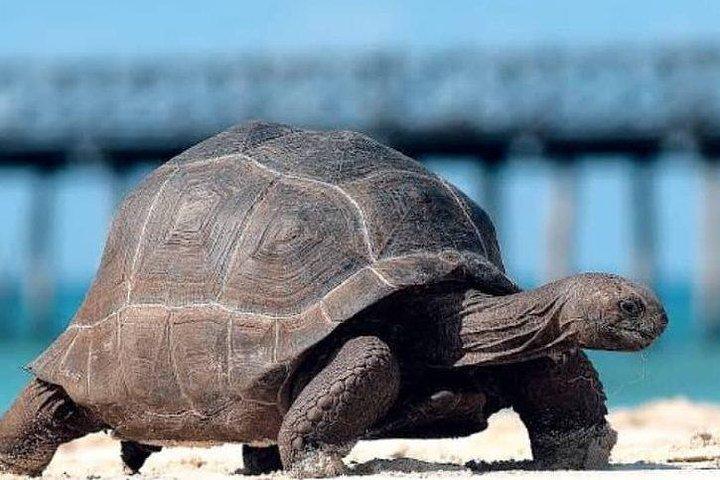 ザンジバル島からの刑務所島半日ツアー