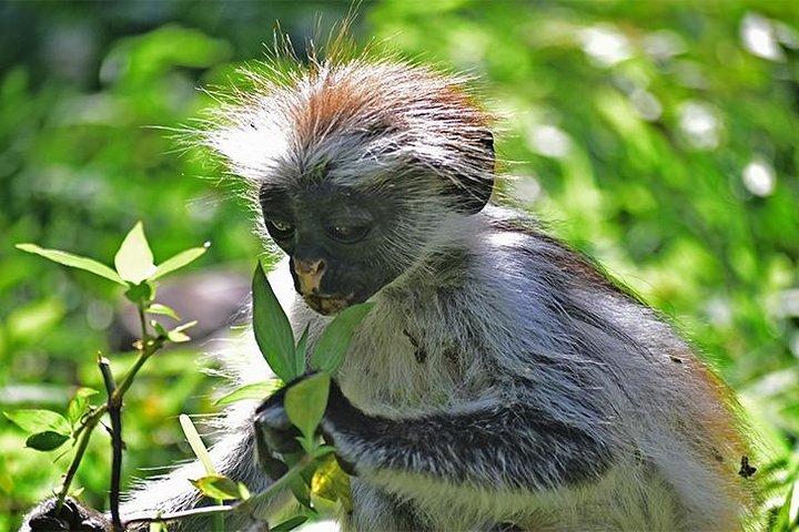 ジョザニ森林保護区ザンジバルからの半日ガイドツアー