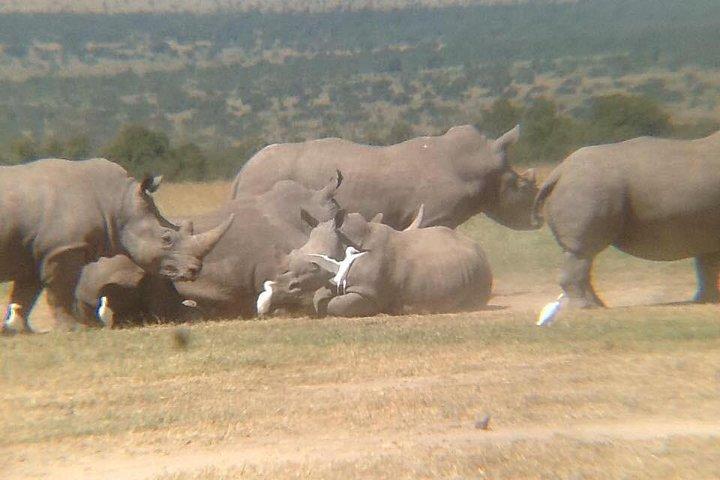 5 dage Olpejeta Conservancy & Solio Rhino helligdom