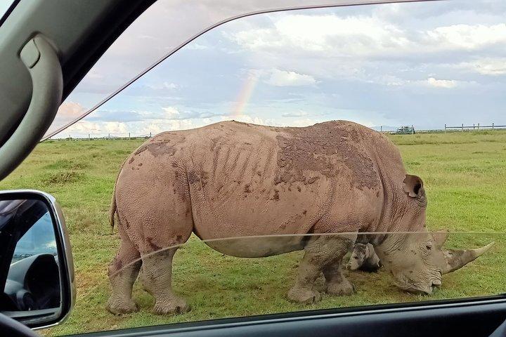5 dage Olpejeta Conservancy & Solio Rhino helligdom