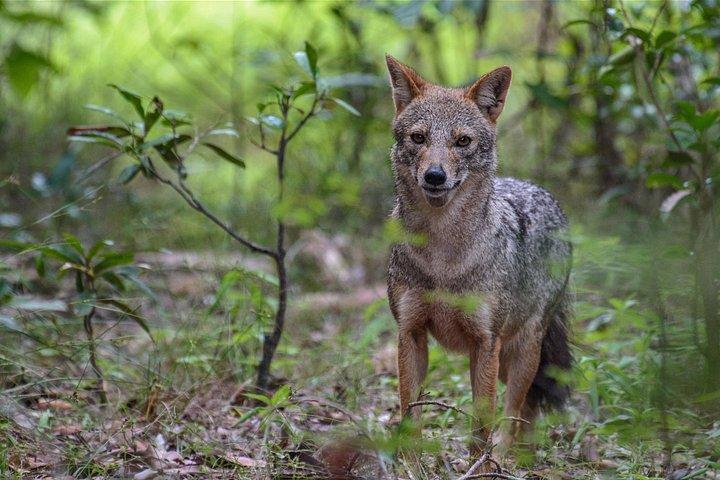 アヌラーダプラからのオールインクルーシブ ウィルパットゥ国立公園日帰りツアー