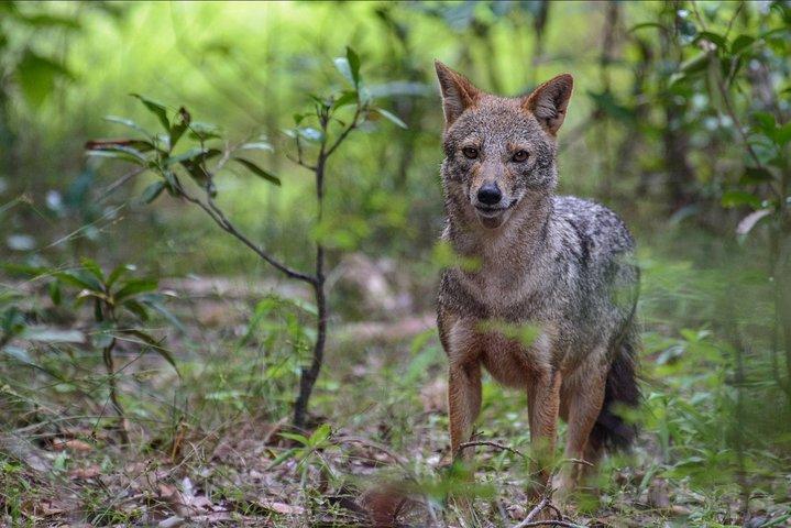 ニゴンボ発ウィルパットゥ国立公園日帰りツアー