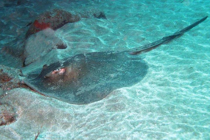 Forfait 2 plongées pour plongeurs qualifiés à Gran Canaria