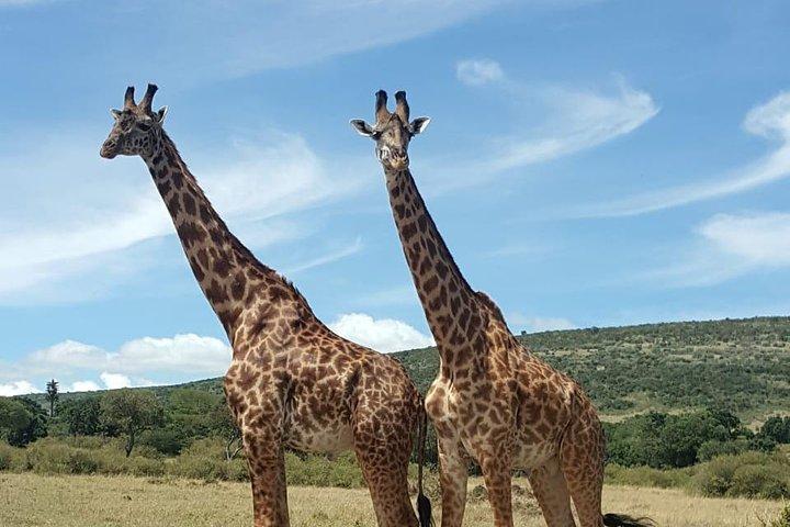 Excursión de un día completo al Parque Nacional Amboseli