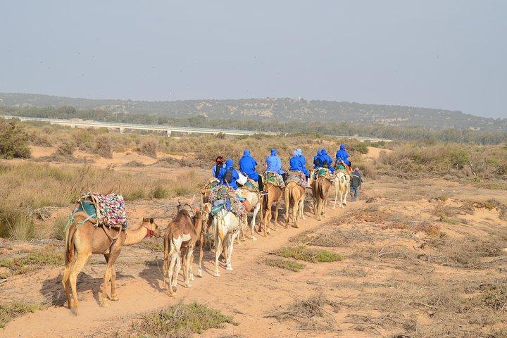Essaouira Balade aventure de 2 Heures à Dos de Dromadaire