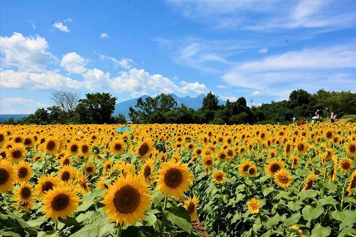 Sunflower Fields Day Trip med Peach Picking fra Tokyo