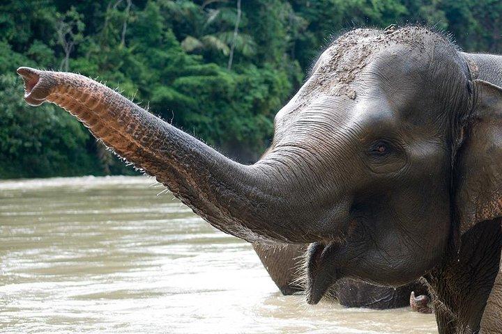 ALLER SIMPLE MEDAN à TANGKAHAN