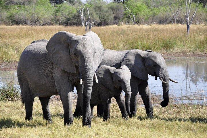 ダーバン発3日間のイシマンガリソ湿地とシュシュルウェ・インフォロジツアー