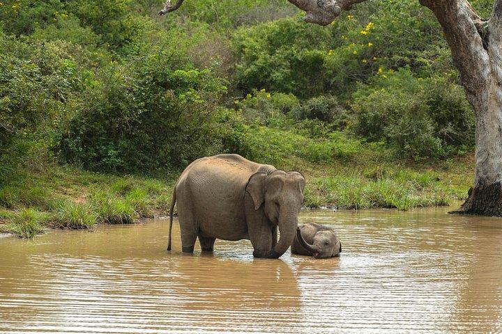 ニゴンボからのオールインクルーシブのウダワラワ国立公園デイツアー