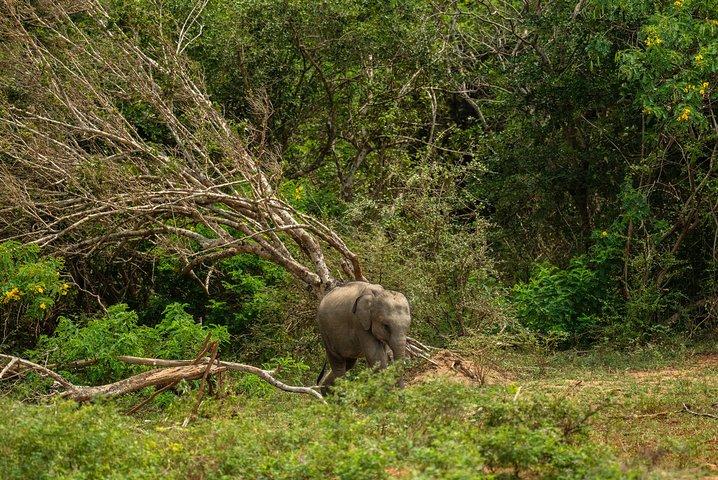 ニゴンボからのオールインクルーシブのウダワラワ国立公園デイツアー