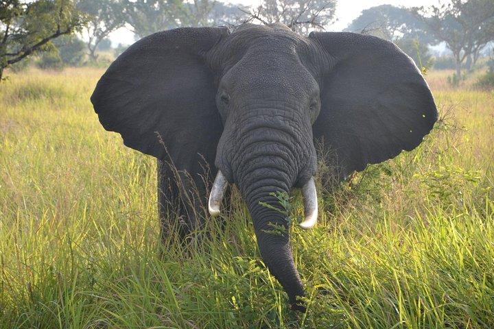 3-dages tur til Queen Elizabeth National Park