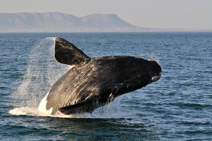ケープタウン発：ヘルマナスとクジラの一日ガイド付きツアー