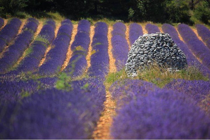 Half Day Lavender Road en Sault desde Aviñón