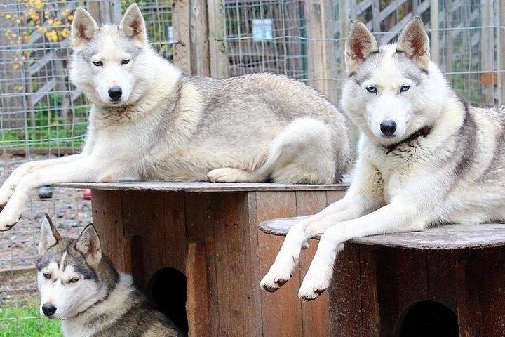 Estate: visita alla Reindeer Farm e al parco Husky