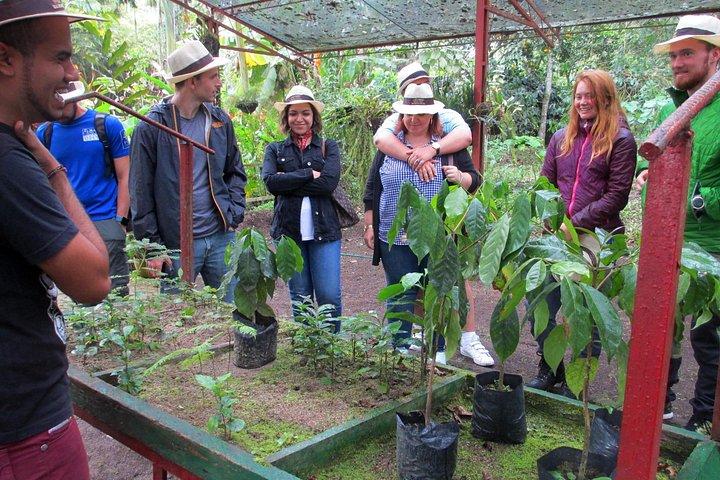 Coffee Plantation Tour From Bogota