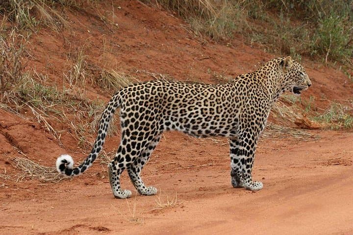 4 Days Maasai Mara & L. Nakuru N. Park