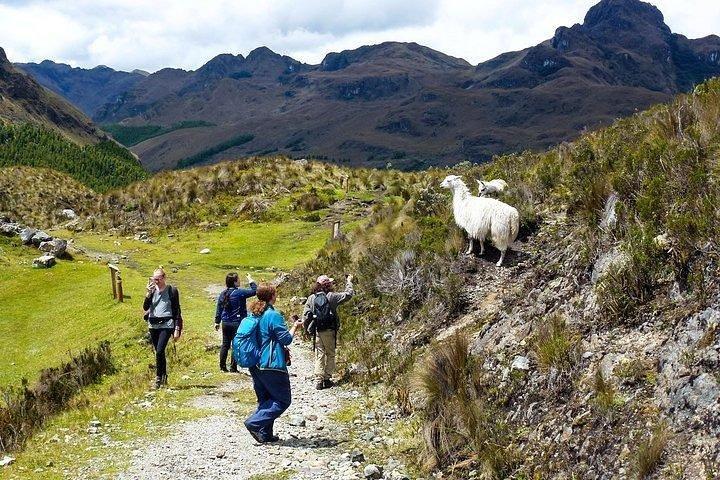 Fantastisk Cajas National Park Tour fra Cuenca