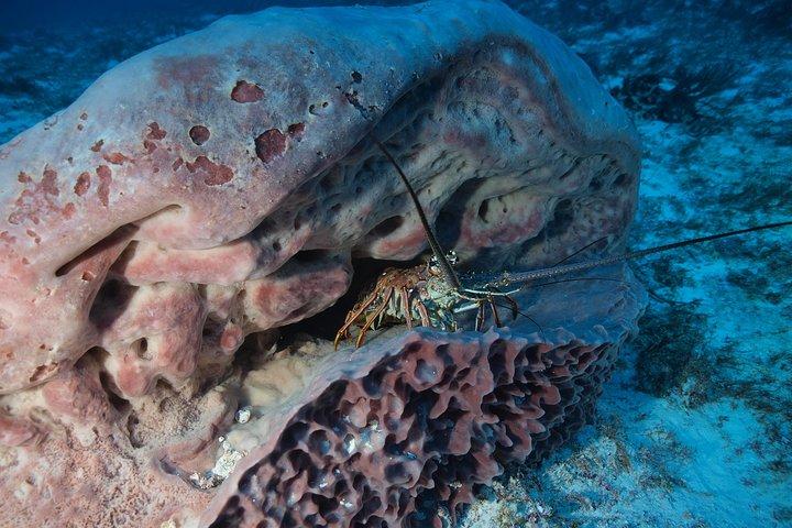 Open Water Diver course PADI including underwater video
