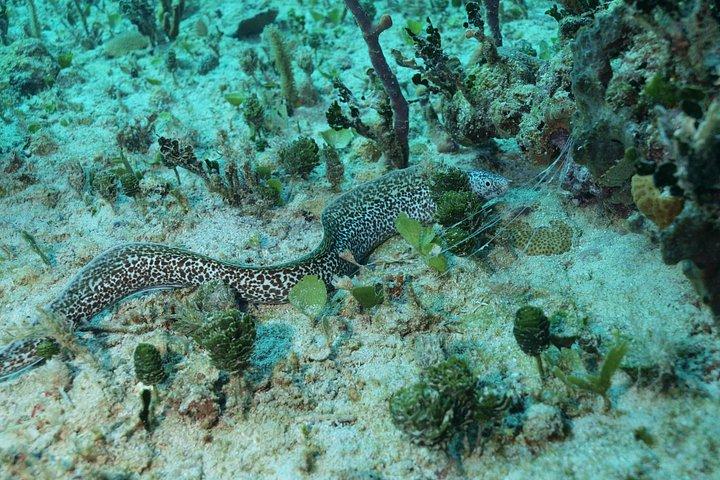 Diving package Sea and Cenotes