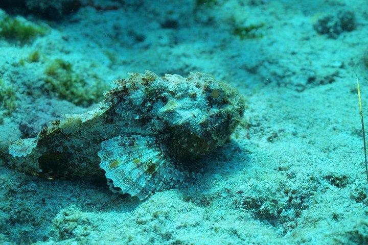 Open Water Diver course PADI including underwater video