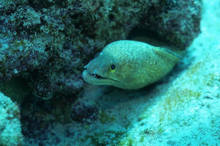 Open Water Diver course PADI including underwater video