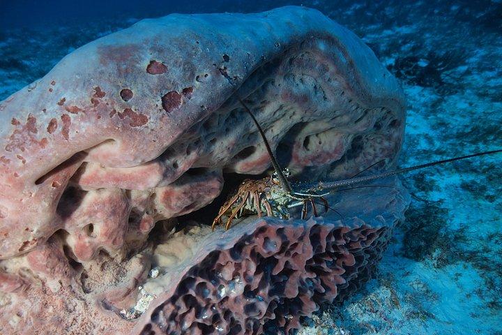 Diving package Sea and Cenotes