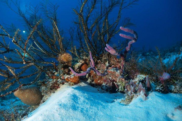 Diving package Sea and Cenotes