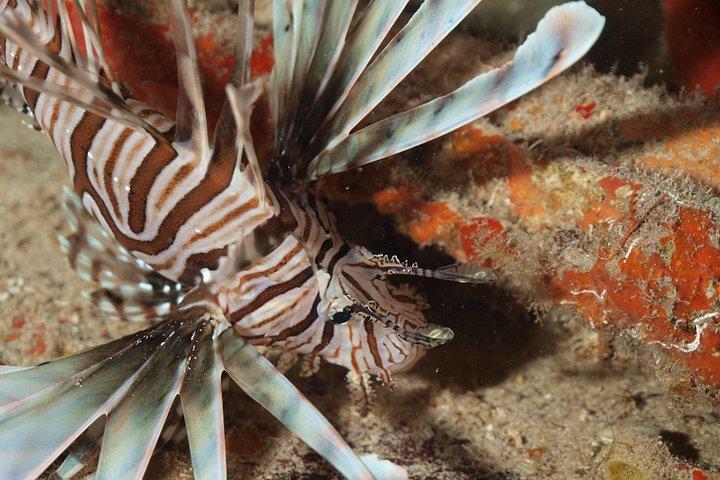 Diving package Sea and Cenotes