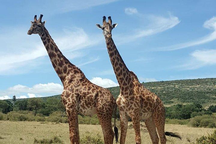 Viagem de um dia ao Parque Nacional do Lago Nakuru das 06:00 às 19:00.