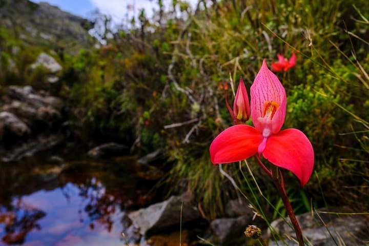 Table Mountain Summit Hike via Kasteelspoort