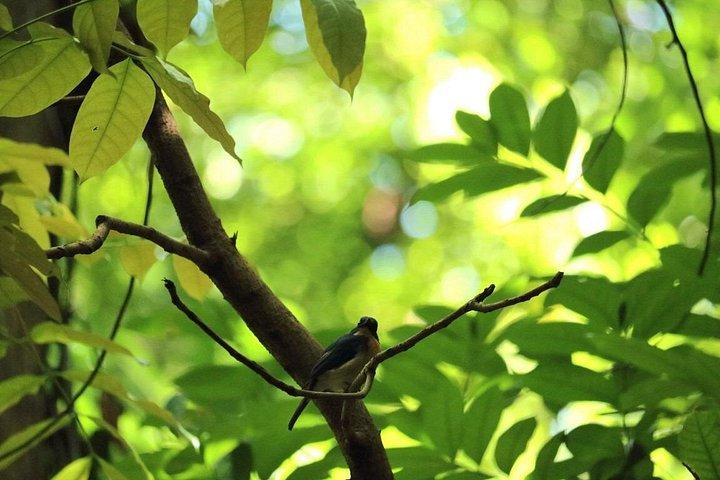 キャンディ発、ウダワッテ ケレ自然保護区と自然散策