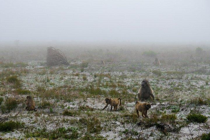 Cape Point Private Nature Tour & Hike