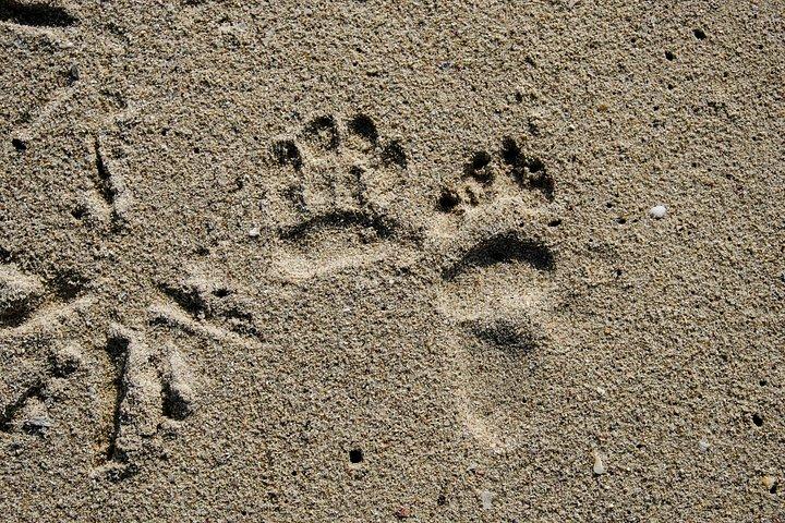 Cape Point Private Nature Tour & Hike