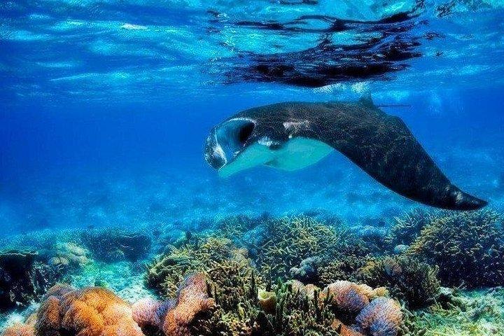 バリ島発ヌサペニダ島4ポイントシュノーケリング