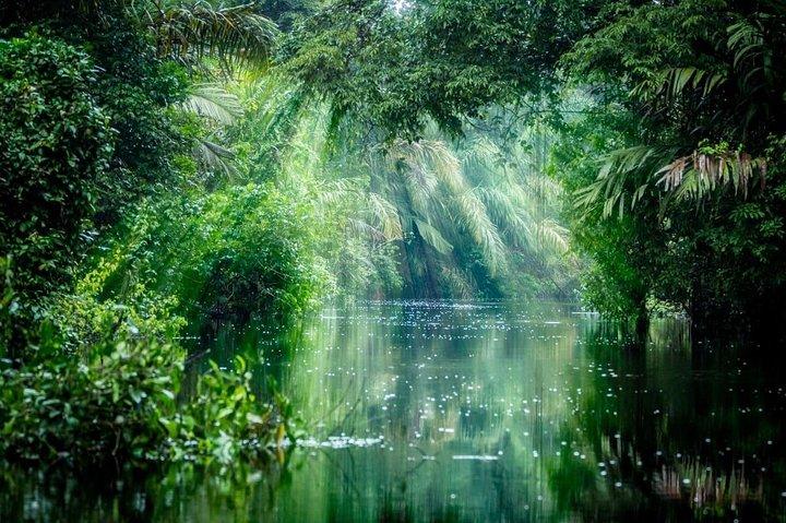 Tortuguero Nationalpark og Canals Dagstur fra San Jose