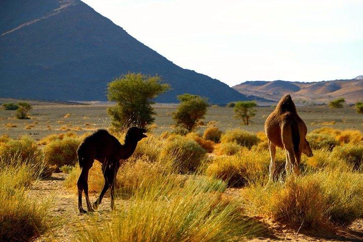 Día completo privado desde Ouarzazate hasta el valle del Draa y el desierto de Zagora con almuerzo