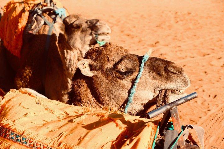 ワルザザートからドラアバレー、ザゴラ砂漠までのプライベートランチ（ランチ付き）